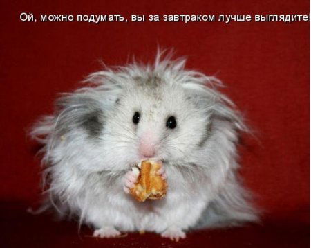 так то оно так ежели конечно но как чего коснись так вот тебе и пожалуйста. Смотреть фото так то оно так ежели конечно но как чего коснись так вот тебе и пожалуйста. Смотреть картинку так то оно так ежели конечно но как чего коснись так вот тебе и пожалуйста. Картинка про так то оно так ежели конечно но как чего коснись так вот тебе и пожалуйста. Фото так то оно так ежели конечно но как чего коснись так вот тебе и пожалуйста