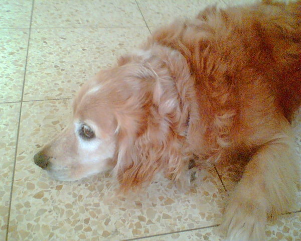 Александр Мамутов