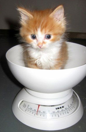 Кузя Кузнецов