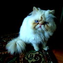 Mr Totosh Mr Totosh