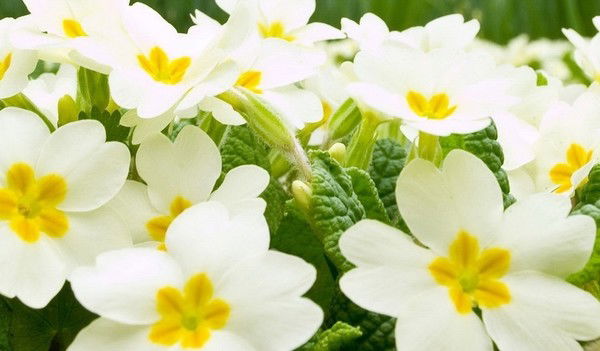 Оксана Оксана