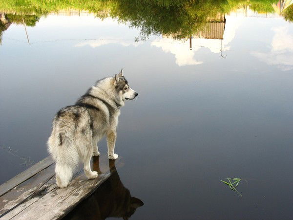 Антон Рeкис