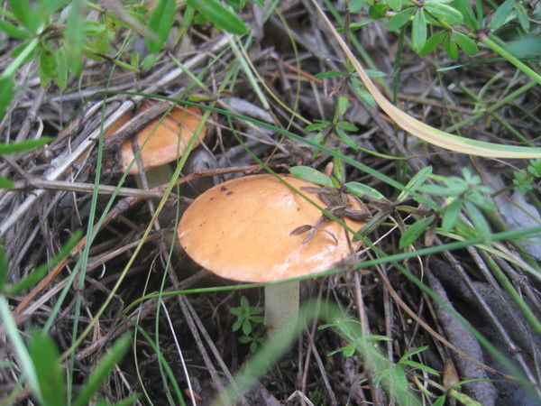 Марина Такачева