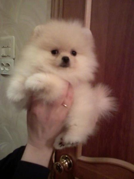 Миля Халитова