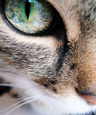 Кошка Мурли