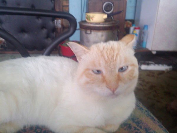 Ваня Пряминин