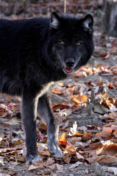 Диман Шурыгин