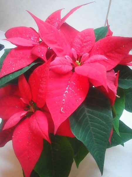 Екатерина Рубан