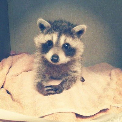 Виктория Медведева