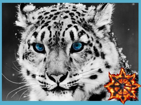 Ягуар Хаоса