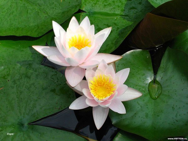 Nilufar Salihodjaeva