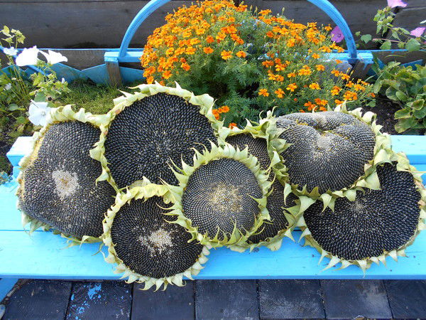 Марина Тимонина (Зубикова)