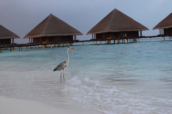 Катерина Стафф