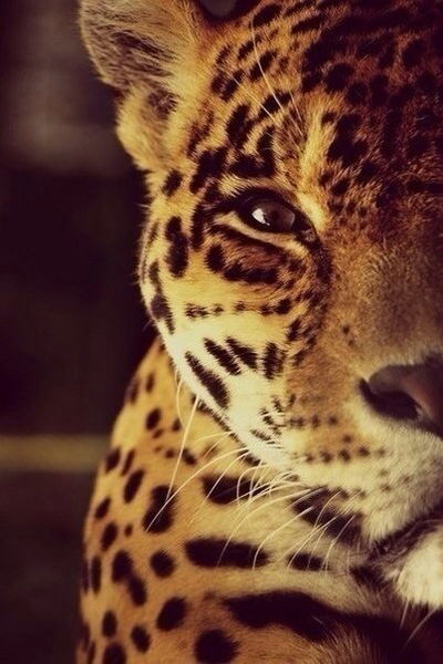 Евгения Хаджи