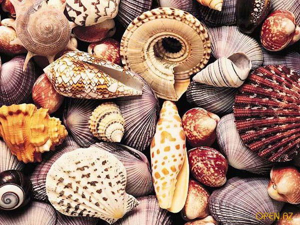 Ирина Новикова