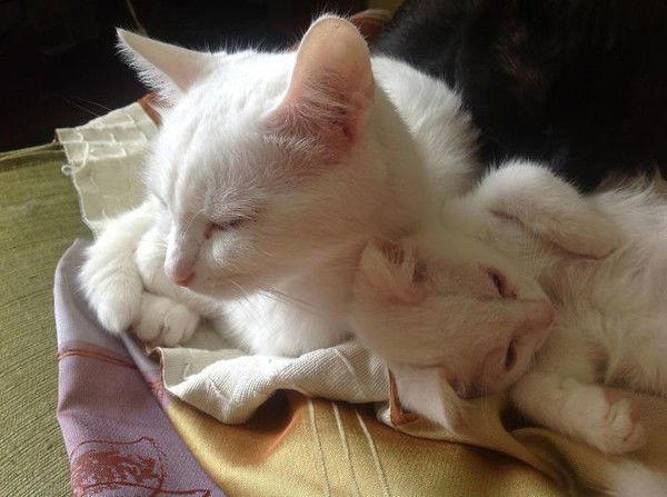 Владимир Залагаев