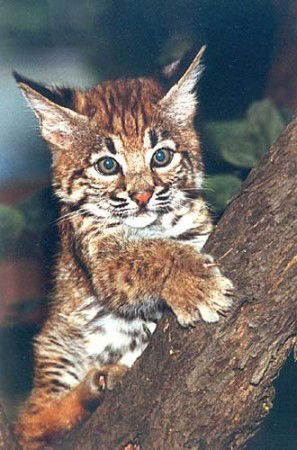 Вера Алтынова