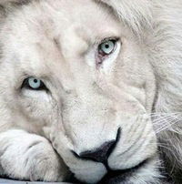 Артур Стужук