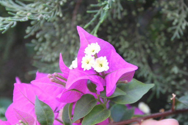 Мария Наземцева