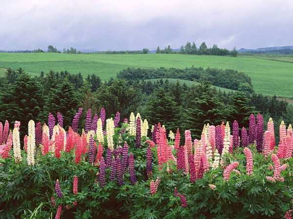 Азмет Пшимафович Хот