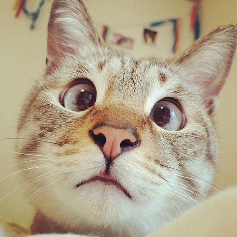 Никитос Таратутенко