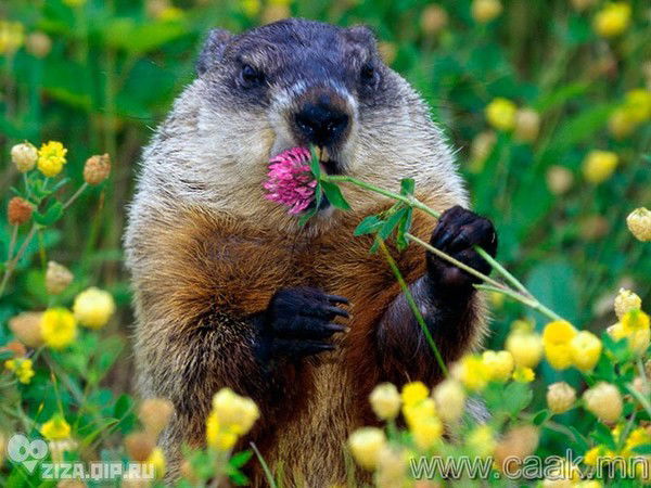 А`рдс Констракшн