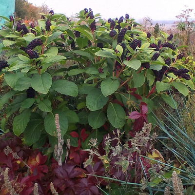 Людмила Полюдова