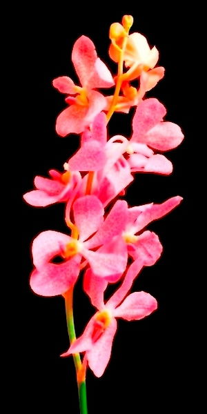 Сания Каскеева