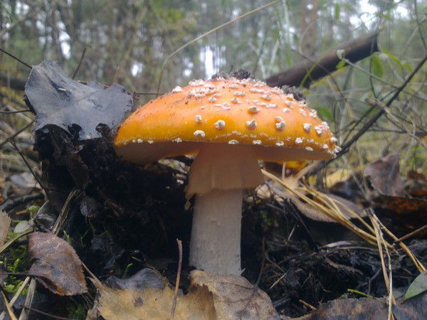 Старый Мухомор