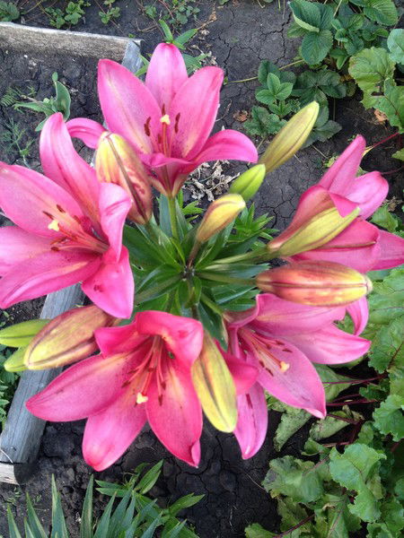 Анна Чернова