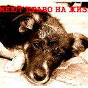Animals Love