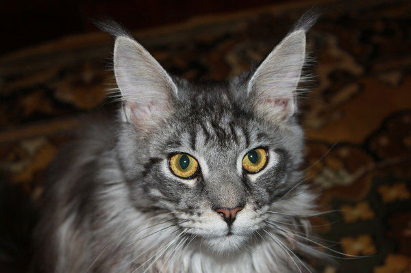 Сергей Буторин