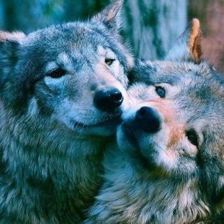 Алла Банишевская