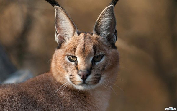 Владимир Анашкин