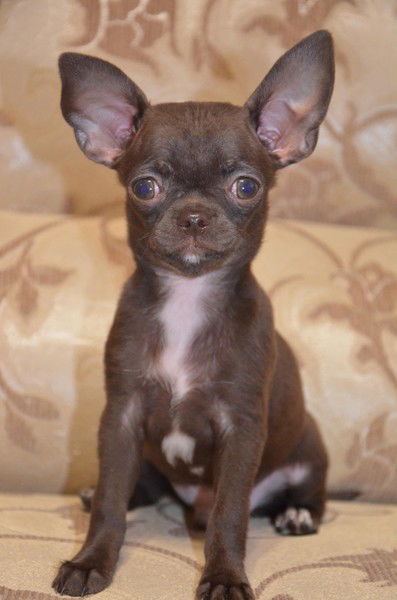 Людмила Страна Эльфов