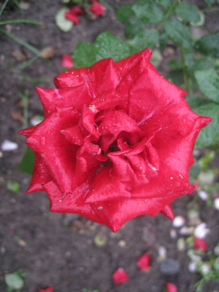 Гаухар Хайрлиева