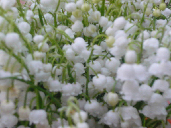 Вера Хрусталева