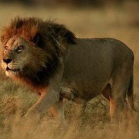 Лев Кривушин