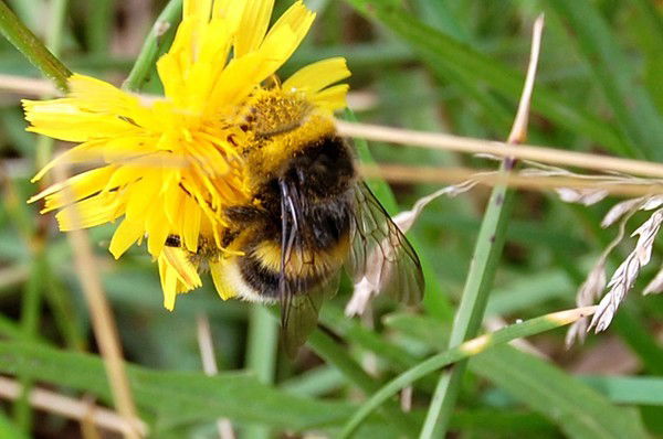 Анна Гусева