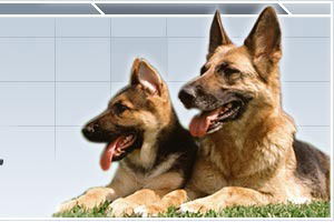 Егиш Антонян