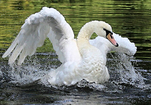 Галина - Виктория Пекельняк