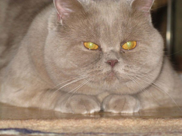 Игорь Милько