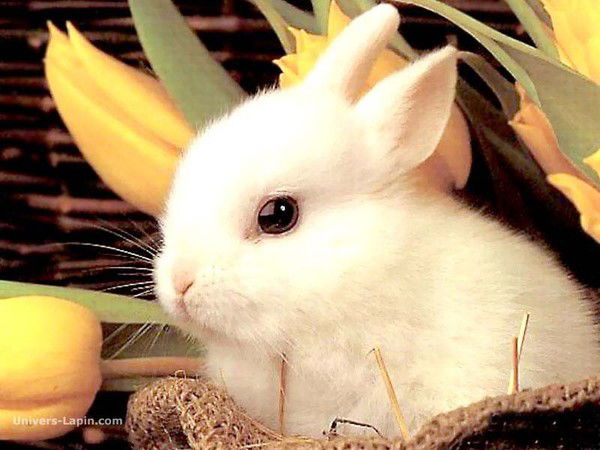 Елена Смирнова