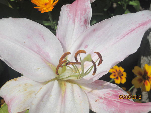 Ирина Вальтер