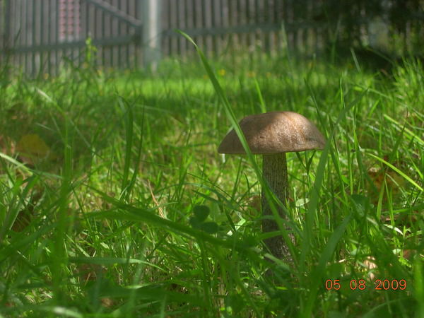 Наталья Петрова