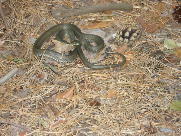 Ирина Вохменцева