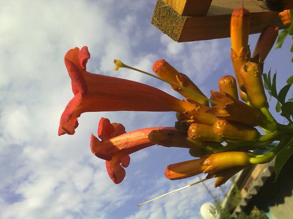 Таня Петришена