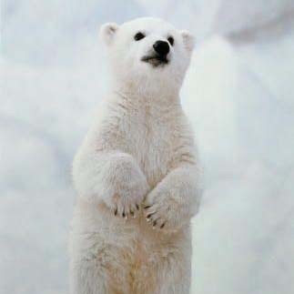 Алсу Хамитова