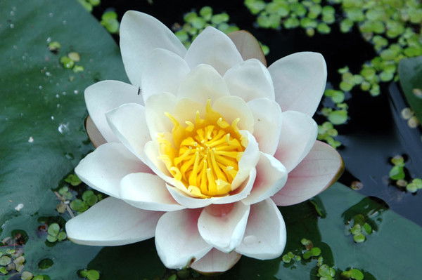 Газиза Исматова