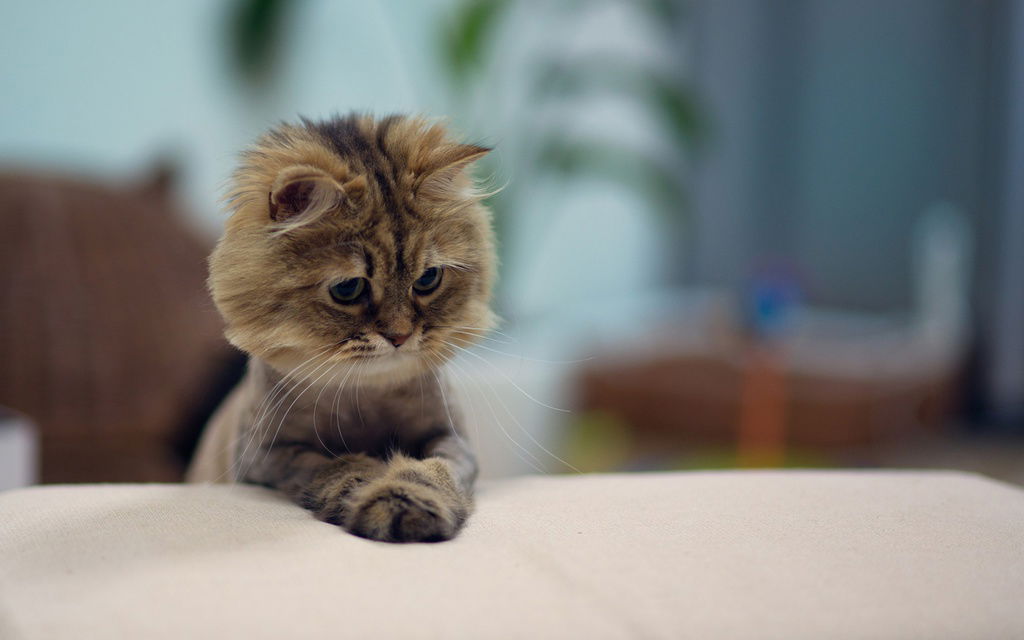 Валентина Карнаух